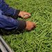 Puebla exportará a Canadá más de 250 toneladas de ejote