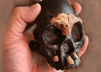 Hallan fósil de un niño homínido con 250 mil años de antigüedad en Sudáfrica
