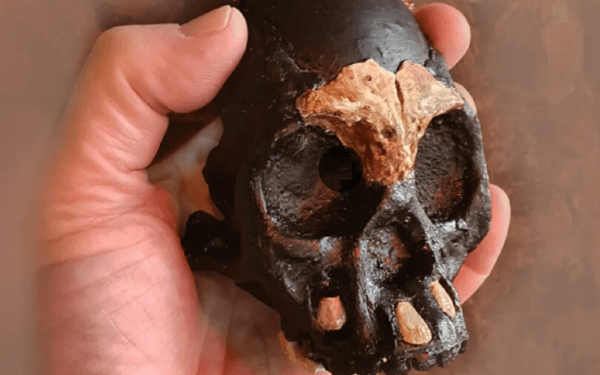 Hallan fósil de un niño homínido con 250 mil años de antigüedad en Sudáfrica