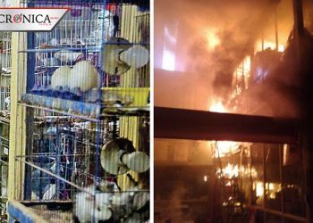 Bomberos rescatan a animales tras incendio en Mercado de Sonora
