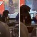 Un buen trago: captan a perro tomando alcohol en pleno bar (VIDEO)