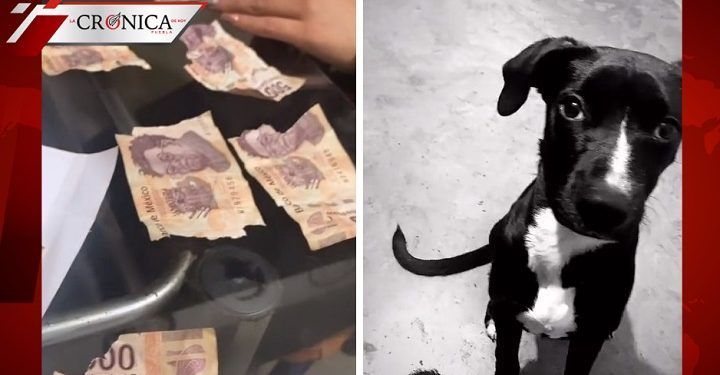 Perros causan revuelo después de comerse los ahorros de su dueña (VIDEO)