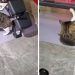 Captan a gato haciendo abdominales para bajar de peso (VIDEO)