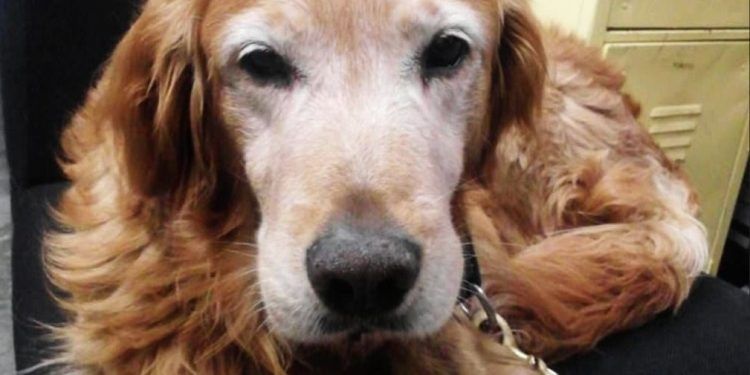 Seguridad Ciudadana de Puebla despide a Lucas, elemento de la Unidad Canina