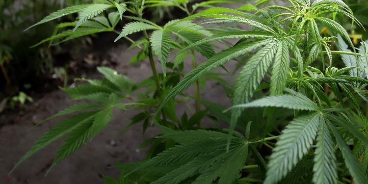 Suprema Corte dice que prohibir uso industrial de la marihuana es inconstitucional