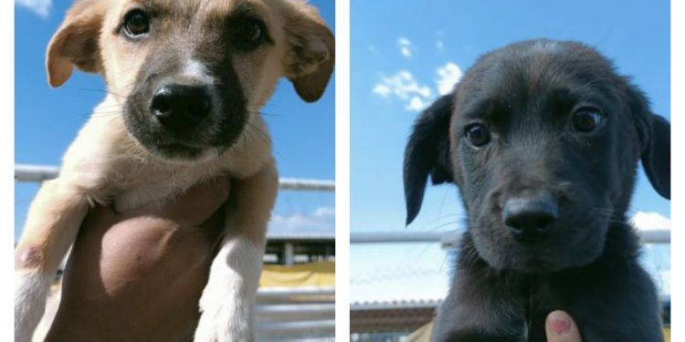 Bienestar Animal Puebla llama a adoptar un cachorro