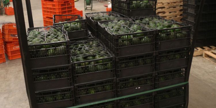 Cerveza, tequila y aguacate, productos mexicanos de mayor demanda en EE.UU.