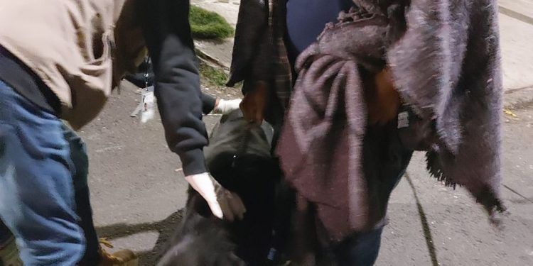Atendió IBA a 49 animales tras explosión de la Diagonal Defensores