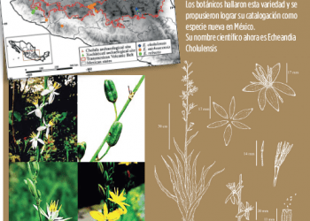 Documentan especie vegetal que vive en zonas arqueológicas