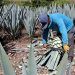 Genera Desarrollo Rural alianza con Consejo Regulador de Mezcal para certificación de productores poblanos 