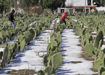 Serán indemnizados 320 productores tras granizada