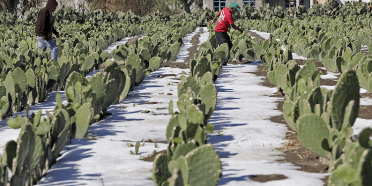 Serán indemnizados 320 productores tras granizada