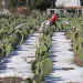 Serán indemnizados 320 productores tras granizada