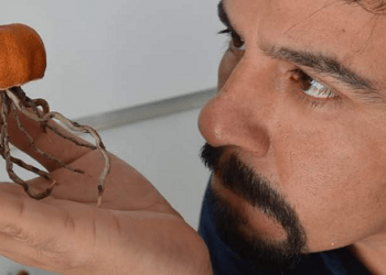 Curiosos insectritos