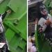 Gene Simmons halaga a recolector de basura de Nuevo León por su disfraz (VIDEO)
