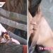 Joven divide cuarto con hule porque su novia dio positivo en COVID-19 (VIDEO)