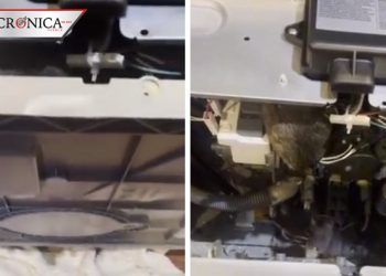 Joven descubre nido de ratas en interior de lavavajillas después de que dejó de funcionar