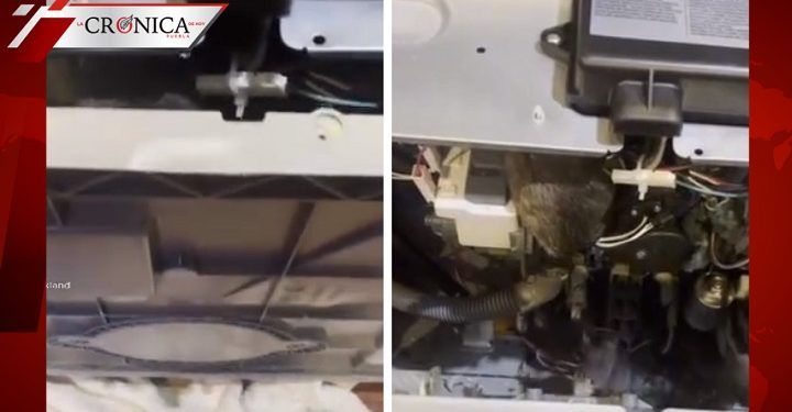 Joven descubre nido de ratas en interior de lavavajillas después de que dejó de funcionar