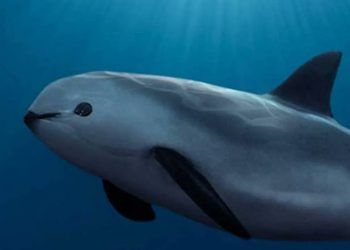 EE.UU. da toque de alerta a México por la conservación de la vaquita marina