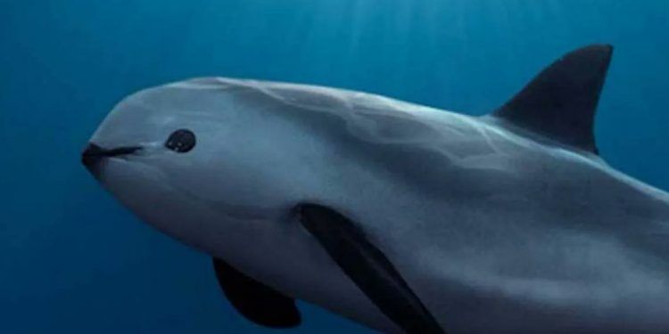 EE.UU. da toque de alerta a México por la conservación de la vaquita marina