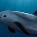 EE.UU. da toque de alerta a México por la conservación de la vaquita marina