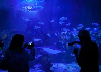 Fiscalía de CDMX investiga la muerte de bióloga en Acuario Inburs