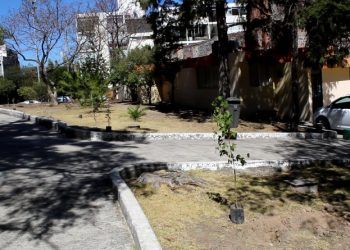 Retiran árboles afectados por plaga en la colonia La Paz
