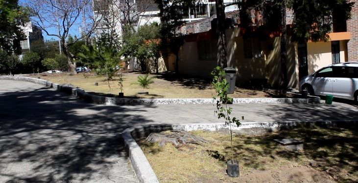 Retiran árboles afectados por plaga en la colonia La Paz