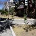 Retiran árboles afectados por plaga en la colonia La Paz