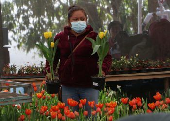 Floricultores de Atlixco listos para vender más de 200 mil macetas de tulipanes este 14 de febrero 