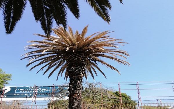 Ayuntamiento de Puebla inicia eliminación de plaga en 150 palmeras del centro histórico