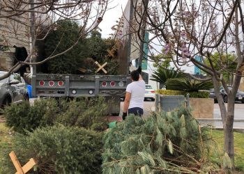 Campaña Verde Navidad recolectó 4 mil 500 árboles navideños en desuso