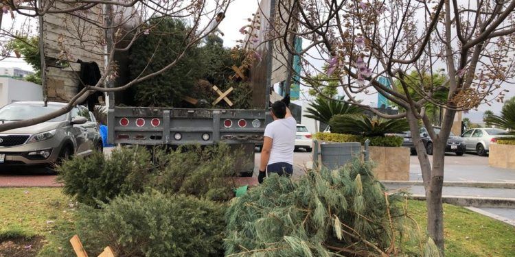Campaña Verde Navidad recolectó 4 mil 500 árboles navideños en desuso