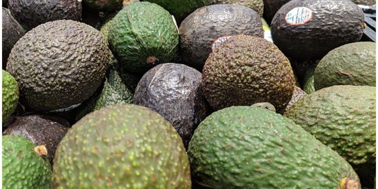 Freno a aguacate de Michoacán, por el tiempo que sea necesario: EE.UU