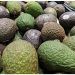 Freno a aguacate de Michoacán, por el tiempo que sea necesario: EE.UU