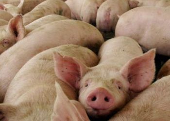 España y Puebla forman alianza para incentivar industria porcina