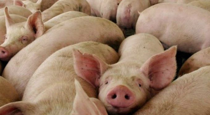 España y Puebla forman alianza para incentivar industria porcina