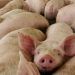 España y Puebla forman alianza para incentivar industria porcina