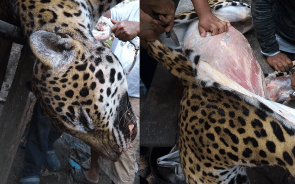Cazan y desuellan a jaguar en Campeche; denuncian abuso en redes sociales