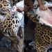 Cazan y desuellan a jaguar en Campeche; denuncian abuso en redes sociales