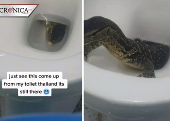 Turista que viajó a Tailandia capta a lagarto saliendo de inodoro (VIDEO)