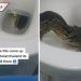 Turista que viajó a Tailandia capta a lagarto saliendo de inodoro (VIDEO)