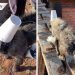 Perro genera revuelo en TikTok por trabajar como albañil (VIDEO)