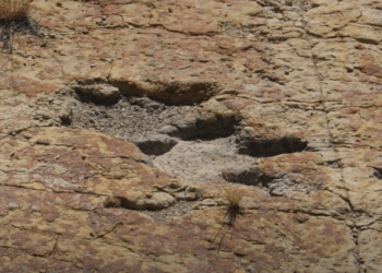 Investigadores descubren pisadas de aves y dinosaurios en Coahuila 