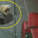 VIDEO: Captan a sujeto que roba las tapas de registros en el centro de Puebla