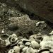 México halla el más grande depósito de estrellas de mar en Templo Mayor    