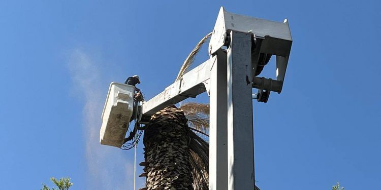 Retiran palmera dañada por hongo en el zócalo de Puebla