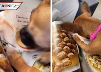 Jóvenes captan a perrito mordiendo revista; pensó que la comida de las fotos era real