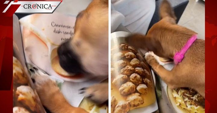 Jóvenes captan a perrito mordiendo revista; pensó que la comida de las fotos era real