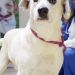 Vinculan a proceso a sujeto que lesionó a un perro en Huehuetlán El Chico
